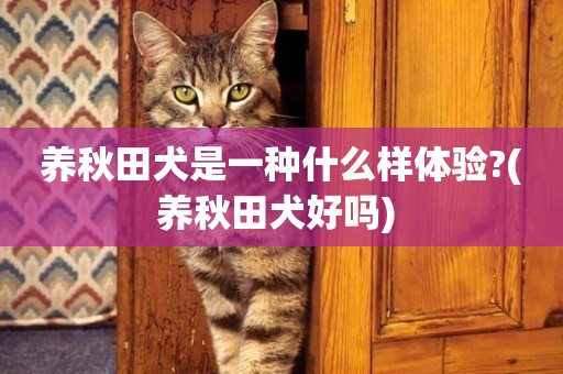 養秋田犬是一種什么樣體驗?(養秋田犬好嗎) 