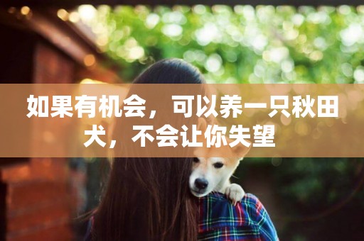 如果有機會，可以養一只秋田犬，不會讓你失望 