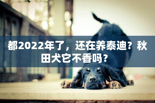 都2022年了，還在養泰迪？秋田犬它不香嗎？ 