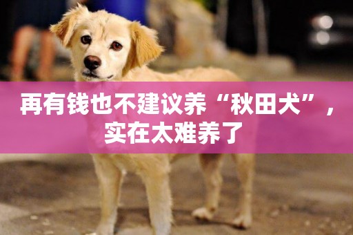 再有錢也不建議養“秋田犬”，實在太難養了 