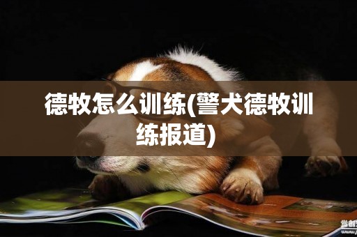 德牧怎么訓練(警犬德牧訓練報道) 