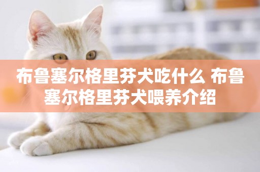 布魯塞爾格里芬犬吃什么 布魯塞爾格里芬犬喂養介紹