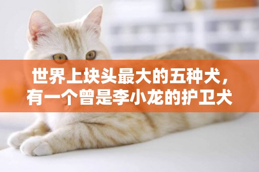世界上塊頭最大的五種犬，有一個曾是李小龍的護衛犬，不亞于藏獒 