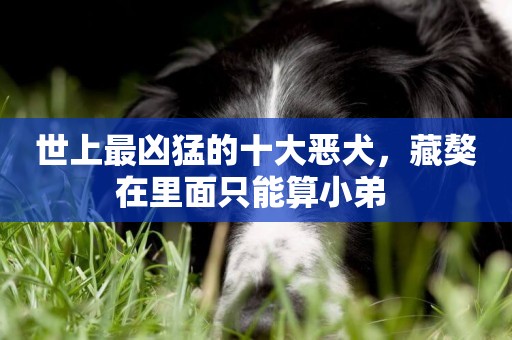 世上最兇猛的十大惡犬，藏獒在里面只能算小弟 