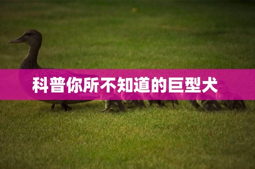 科普你所不知道的巨型犬 