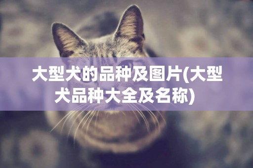 大型犬的品種及圖片(大型犬品種大全及名稱) 