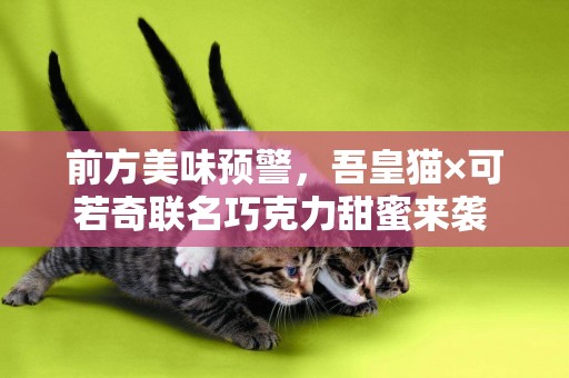 前方美味預警，吾皇貓×可若奇聯名巧克力甜蜜來襲 