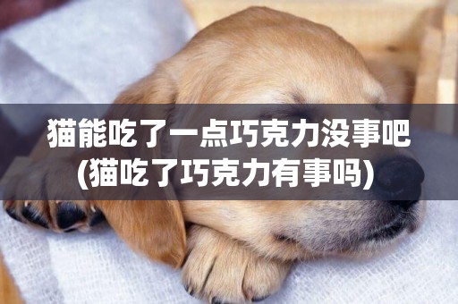 貓能吃了一點巧克力沒事吧(貓吃了巧克力有事嗎) 