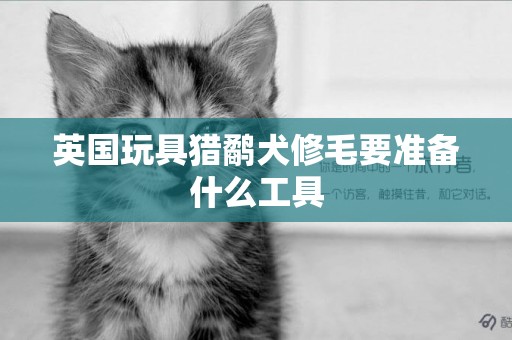 英國玩具獵鷸犬修毛要準備什么工具