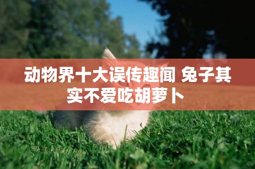 動物界十大誤傳趣聞 兔子其實不愛吃胡蘿卜 
