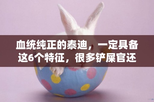 血統純正的泰迪，一定具備這6個特征，很多鏟屎官還不知道 