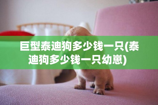 巨型泰迪狗多少錢一只(泰迪狗多少錢一只幼崽) 