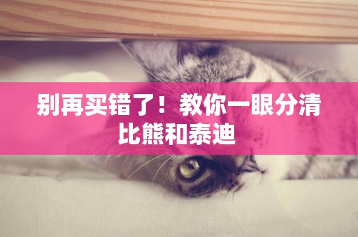 別再買錯了！教你一眼分清比熊和泰迪 