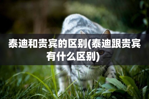 泰迪和貴賓的區別(泰迪跟貴賓有什么區別) 