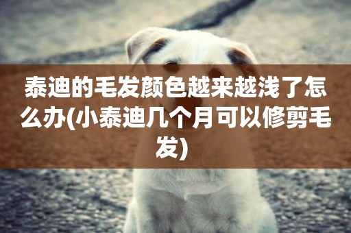 泰迪的毛發顏色越來越淺了怎么辦(小泰迪幾個月可以修剪毛發) 