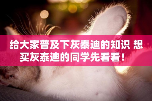 給大家普及下灰泰迪的知識 想買灰泰迪的同學先看看！ 