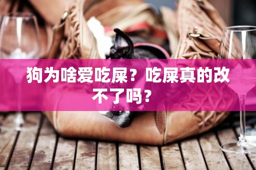 狗為啥愛吃屎？吃屎真的改不了嗎？ 