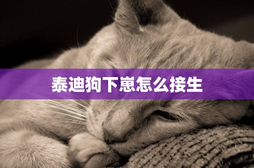 泰迪狗下崽怎么接生