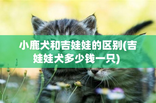 小鹿犬和吉娃娃的區別(吉娃娃犬多少錢一只) 