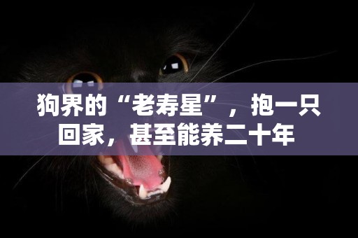 狗界的“老壽星”，抱一只回家，甚至能養二十年 