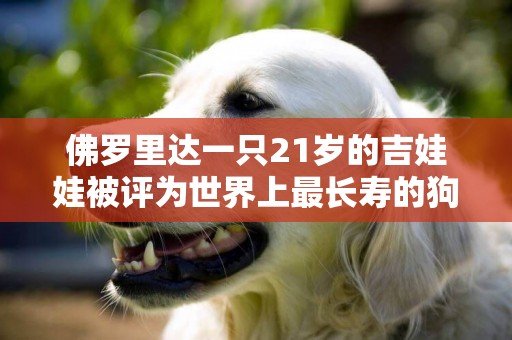 佛羅里達一只21歲的吉娃娃被評為世界上最長壽的狗 