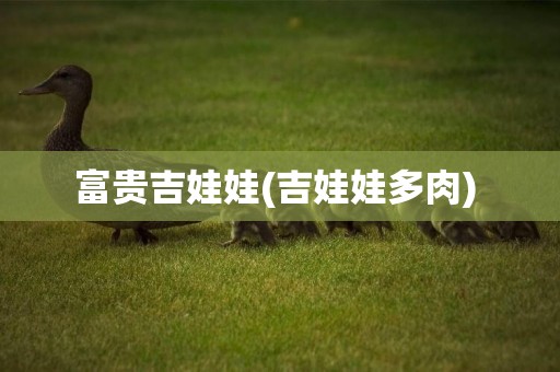 富貴吉娃娃(吉娃娃多肉) 
