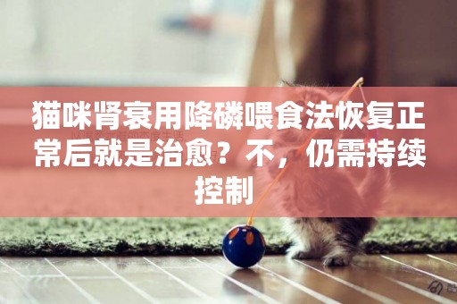 貓咪腎衰用降磷喂食法恢復正常后就是治愈？不，仍需持續控制 