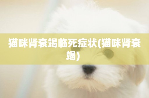 貓咪腎衰竭臨死癥狀(貓咪腎衰竭) 