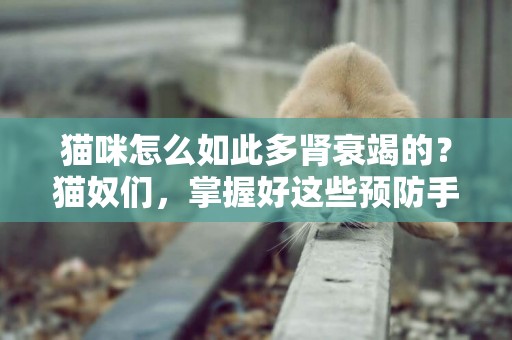 貓咪怎么如此多腎衰竭的？貓奴們，掌握好這些預防手段及治療方法 