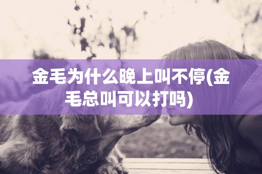 金毛為什么晚上叫不停(金毛總叫可以打嗎) 