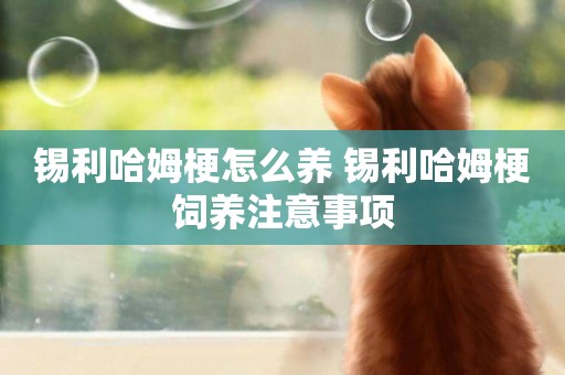 錫利哈姆梗怎么養 錫利哈姆梗飼養注意事項
