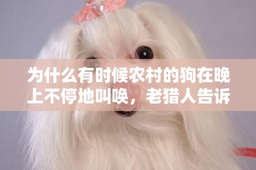 為什么有時候農村的狗在晚上不停地叫喚，老獵人告訴你實情 
