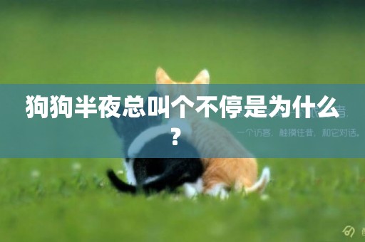狗狗半夜總叫個不停是為什么？ 