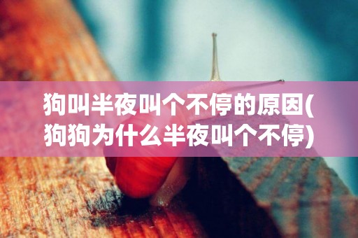 狗叫半夜叫個不停的原因(狗狗為什么半夜叫個不停) 
