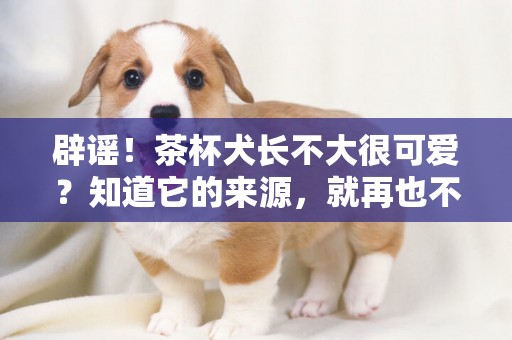 辟謠！茶杯犬長不大很可愛？知道它的來源，就再也不想養了 