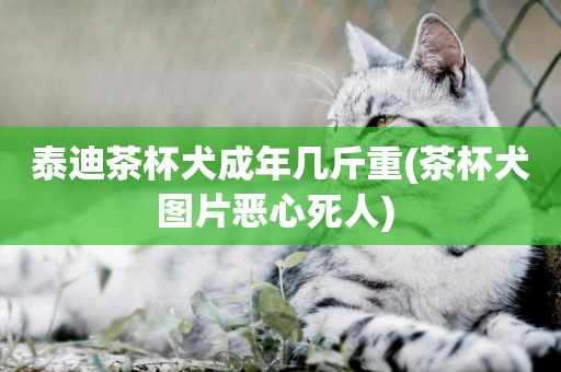泰迪茶杯犬成年幾斤重(茶杯犬圖片惡心死人) 