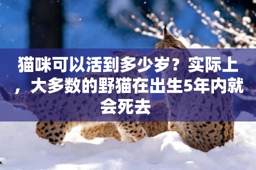 貓咪可以活到多少歲？實際上，大多數的野貓在出生5年內就會死去 