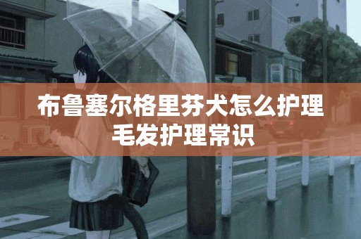 布魯塞爾格里芬犬怎么護理 毛發護理常識