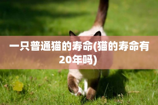 一只普通貓的壽命(貓的壽命有20年嗎) 