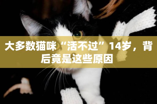 大多數貓咪“活不過”14歲，背后竟是這些原因 