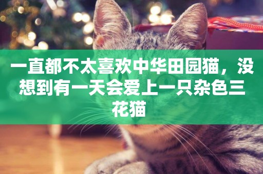 一直都不太喜歡中華田園貓，沒想到有一天會愛上一只雜色三花貓 