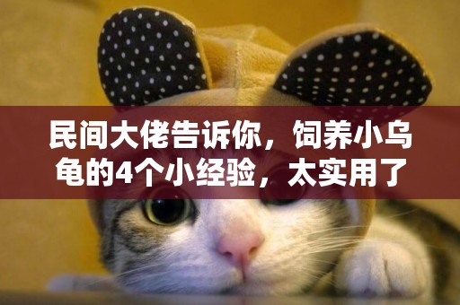 民間大佬告訴你，飼養小烏龜的4個小經驗，太實用了 