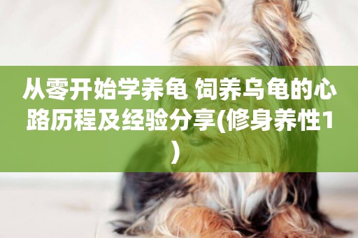 從零開始學養龜 飼養烏龜的心路歷程及經驗分享(修身養性1) 