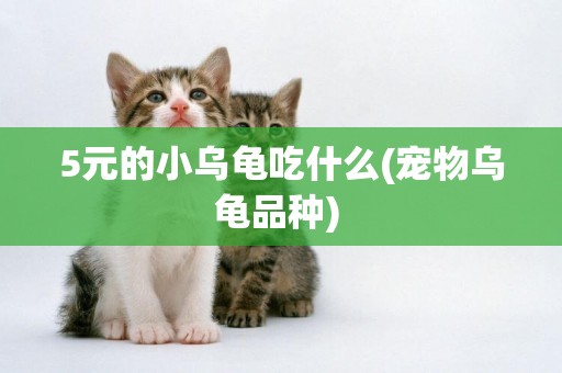 5元的小烏龜吃什么(寵物烏龜品種) 