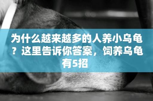 為什么越來越多的人養小烏龜？這里告訴你答案，飼養烏龜有5招 