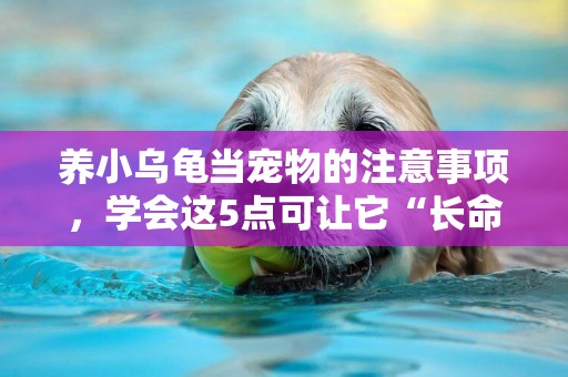 養小烏龜當寵物的注意事項，學會這5點可讓它“長命百歲” 