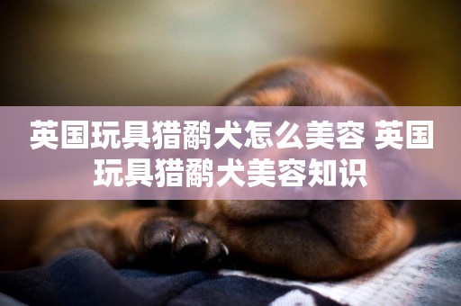 英國玩具獵鷸犬怎么美容 英國玩具獵鷸犬美容知識