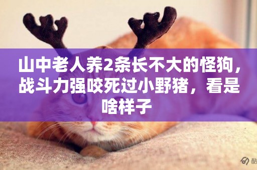 山中老人養2條長不大的怪狗，戰斗力強咬死過小野豬，看是啥樣子 