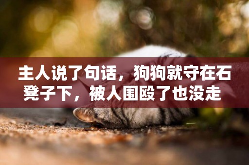 主人說了句話，狗狗就守在石凳子下，被人圍毆了也沒走 