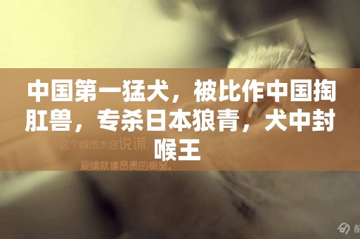 中國第一猛犬，被比作中國掏肛獸，專殺日本狼青，犬中封喉王 